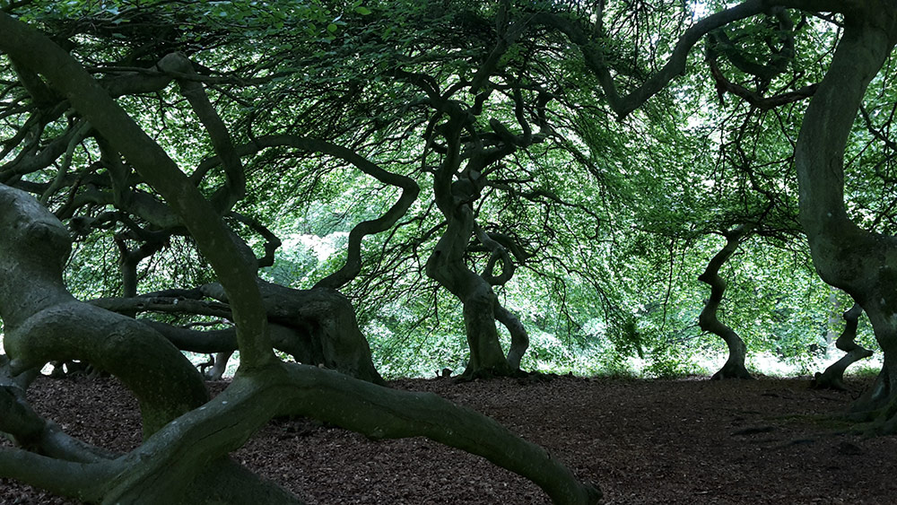 Bäume-im-Wald-mit-knochigen-Baumstämmen