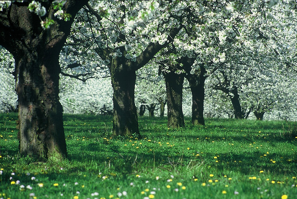 Bäume-auf-einer-Wiese-mit-weißen-Blüten-im-Frühjahr