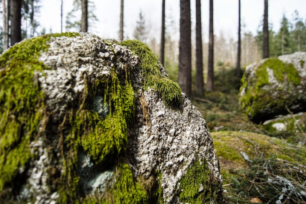 mit-Moos-bedeckter-Stein-im-Wald